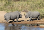 Fighting white rhino